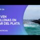 Espectáculo de ballenas en Mar del Plata