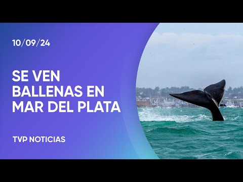 Espectáculo de ballenas en Mar del Plata