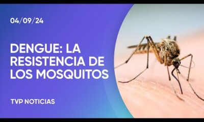 Hallan mosquitos resistentes a los repelentes