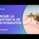 Hallan mosquitos resistentes a los repelentes