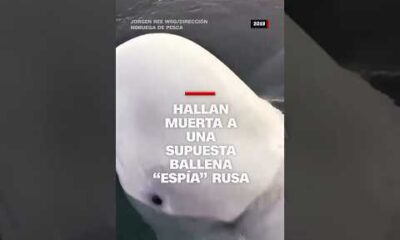 Hallan muerta a una supuesta ballena “espía” rusa