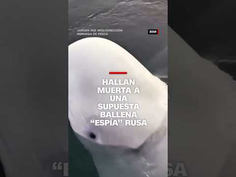 Hallan muerta a una supuesta ballena “espía” rusa Hallan muerta a una supuesta ballena “espía” rusa