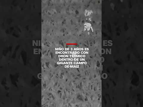 Niño de 3 años es encontrado con dron térmico dentro de un gigante campo de maíz Niño de 3 años es encontrado con dron térmico dentro de un gigante campo de maíz