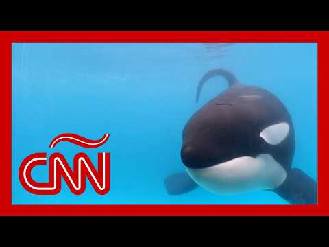 Piden liberar a orca en Argentina que vive en cautiverio desde 1992 Piden liberar a orca en Argentina que vive en cautiverio desde 1992