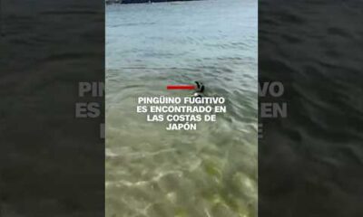 Pingüino fugitivo es encontrado en las costas de Japón