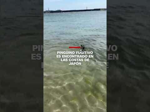 Pingüino fugitivo es encontrado en las costas de Japón
