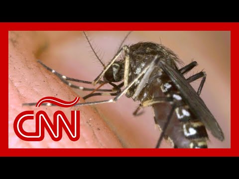 Virus de Oropouche: ¿qué es y por qué está causando preocupación? Virus de Oropouche: ¿qué es y por qué está causando preocupación?