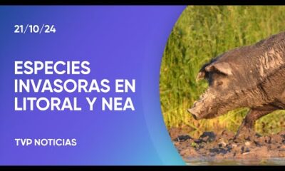 Agro: buscan controlar a especies invasoras en el litoral y noreste argentino