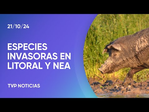 Agro: buscan controlar a especies invasoras en el litoral y noreste argentino Agro: buscan controlar a especies invasoras en el litoral y noreste argentino