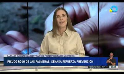 Alerta fitosanitaria en todo el país por el Picudo rojo de las palmeras