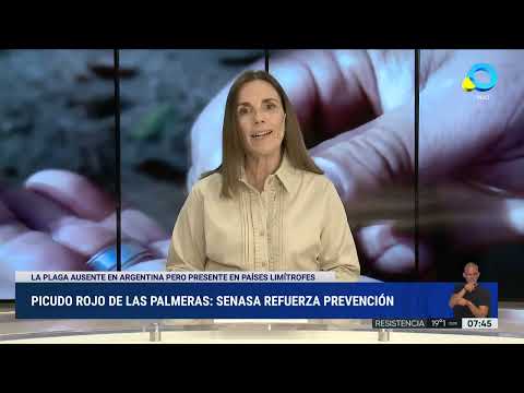 Alerta fitosanitaria en todo el país por el Picudo rojo de las palmeras Alerta fitosanitaria en todo el país por el Picudo rojo de las palmeras