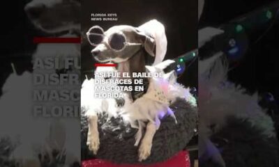 Así fue el baile de disfraces de mascotas en Florida