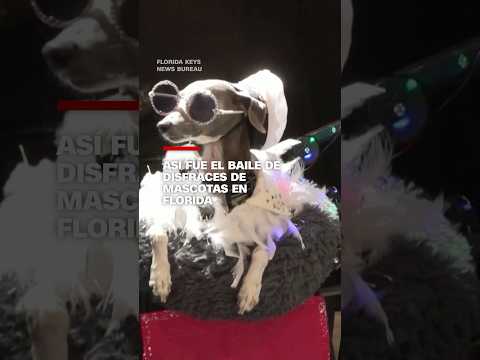 Así fue el baile de disfraces de mascotas en Florida Así fue el baile de disfraces de mascotas en Florida