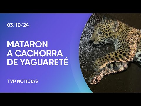 Atropellaron y mataron a una cachorra de yaguareté en Misiones: ofrecen recompensa Atropellaron y mataron a una cachorra de yaguareté en Misiones: ofrecen recompensa