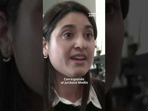 Científicos argentinos hallaron en Santa Cruz el fósil de un renacuajo de 165 millones de años Científicos argentinos hallaron en Santa Cruz el fósil de un renacuajo de 165 millones de años