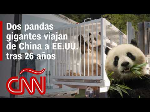 Estados Unidos y China se unen para retomar la “diplomacia de pandas” después de 26 años