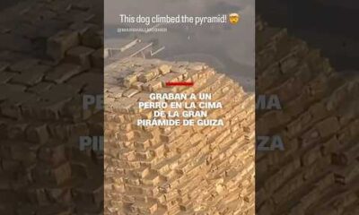 Graban a un perro en la cima de la gran pirámide de Guiza