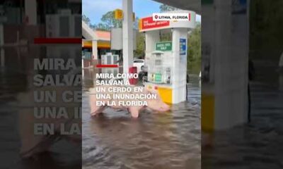 Mira cómo salvan a un cerdo en una inundación en la Florida