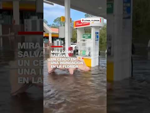 Mira cómo salvan a un cerdo en una inundación en la Florida Mira cómo salvan a un cerdo en una inundación en la Florida