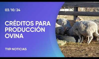 “Prolana”: Nueva línea de créditos para producción ovina