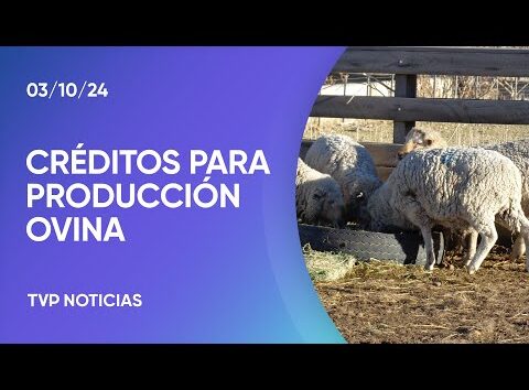 “Prolana”: Nueva línea de créditos para producción ovina