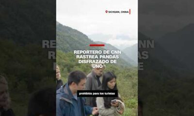 Reportero de CNN rastrea pandas disfrazado de uno