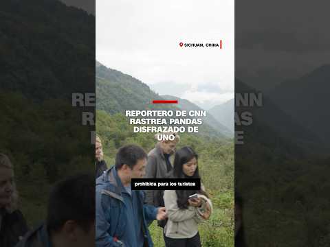 Reportero de CNN rastrea pandas disfrazado de uno Reportero de CNN rastrea pandas disfrazado de uno