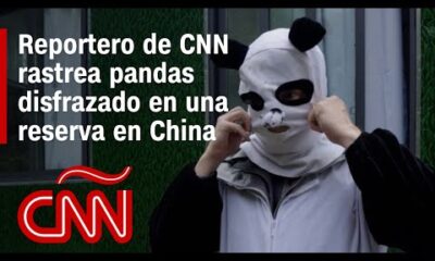 Reportero de CNN se disfraza y se baña en orina de panda para acercarse a pandas salvajes de China