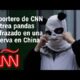 Reportero de CNN se disfraza y se baña en orina de panda para acercarse a pandas salvajes de China