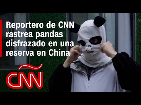 Reportero de CNN se disfraza y se baña en orina de panda para acercarse a pandas salvajes de China Reportero de CNN se disfraza y se baña en orina de panda para acercarse a pandas salvajes de China