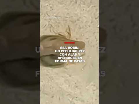 Sea Robin, un peculiar pez con alas y apéndices en forma de patas Sea Robin, un peculiar pez con alas y apéndices en forma de patas