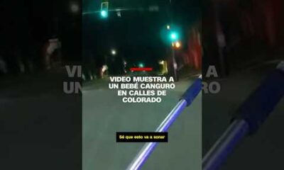 Video muestra a un bebé canguro en calles de Colorado