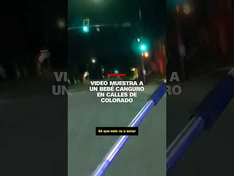 Video muestra a un bebé canguro en calles de Colorado
