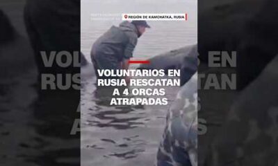 Voluntarios en Rusia rescatan a 4 orcas atrapadas