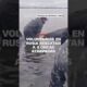 Voluntarios en Rusia rescatan a 4 orcas atrapadas