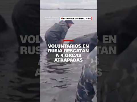 Voluntarios en Rusia rescatan a 4 orcas atrapadas Voluntarios en Rusia rescatan a 4 orcas atrapadas