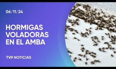 A qué se debe la invasión de hormigas voladoras en el AMBA