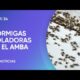 A qué se debe la invasión de hormigas voladoras en el AMBA