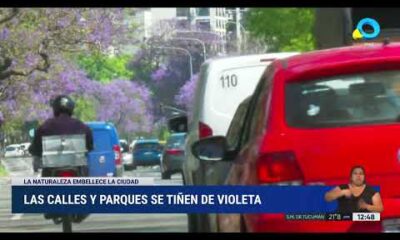 Al Este y al Oeste florecieron los jacarandá