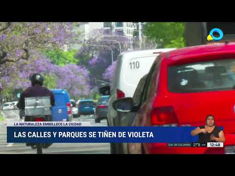 Al Este y al Oeste florecieron los jacarandá Al Este y al Oeste florecieron los jacarandá