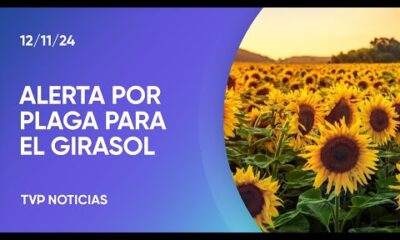 Alerta sanitaria por una plaga para el girasol