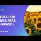 Alerta sanitaria por una plaga para el girasol