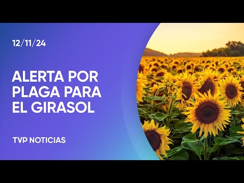 Alerta sanitaria por una plaga para el girasol Alerta sanitaria por una plaga para el girasol