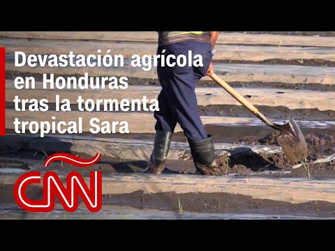 Así se ve la devastación en el sector agrícola de Honduras debido a la tormenta tropical Sara Así se ve la devastación en el sector agrícola de Honduras debido a la tormenta tropical Sara