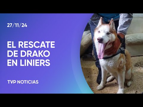 CABA: rescataron a Drako en Liniers CABA: rescataron a Drako en Liniers