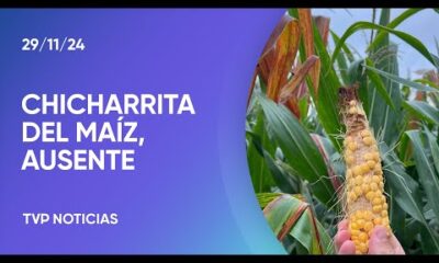 Chicharrita del maíz: la plaga sigue ausente