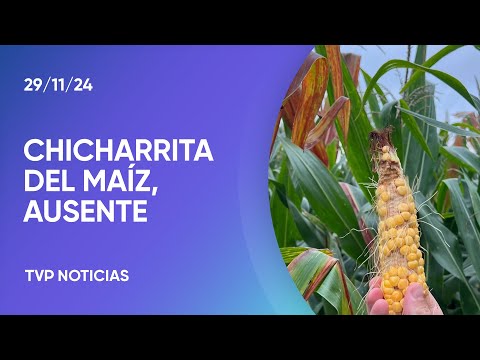 Chicharrita del maíz: la plaga sigue ausente Chicharrita del maíz: la plaga sigue ausente
