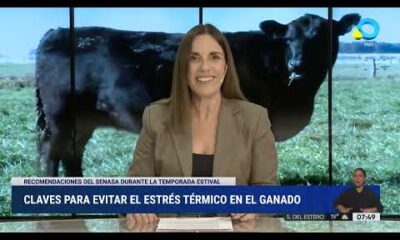 Claves para evitar el estrés térmico en el ganado