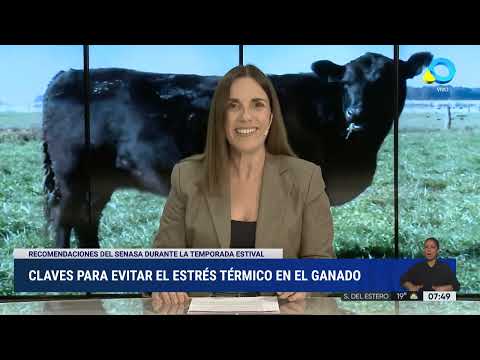 Claves para evitar el estrés térmico en el ganado Claves para evitar el estrés térmico en el ganado