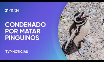 Condenaron al autor de la masacre de pinguinos en la Patagonia